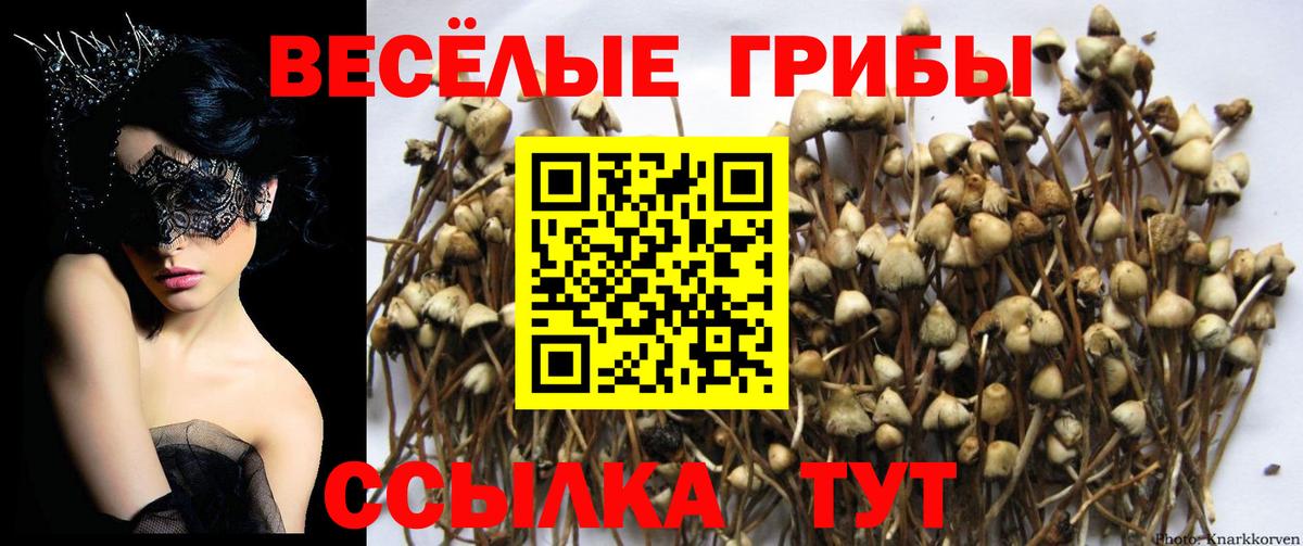 Галлюциногенные грибы Cubensis Тихвин